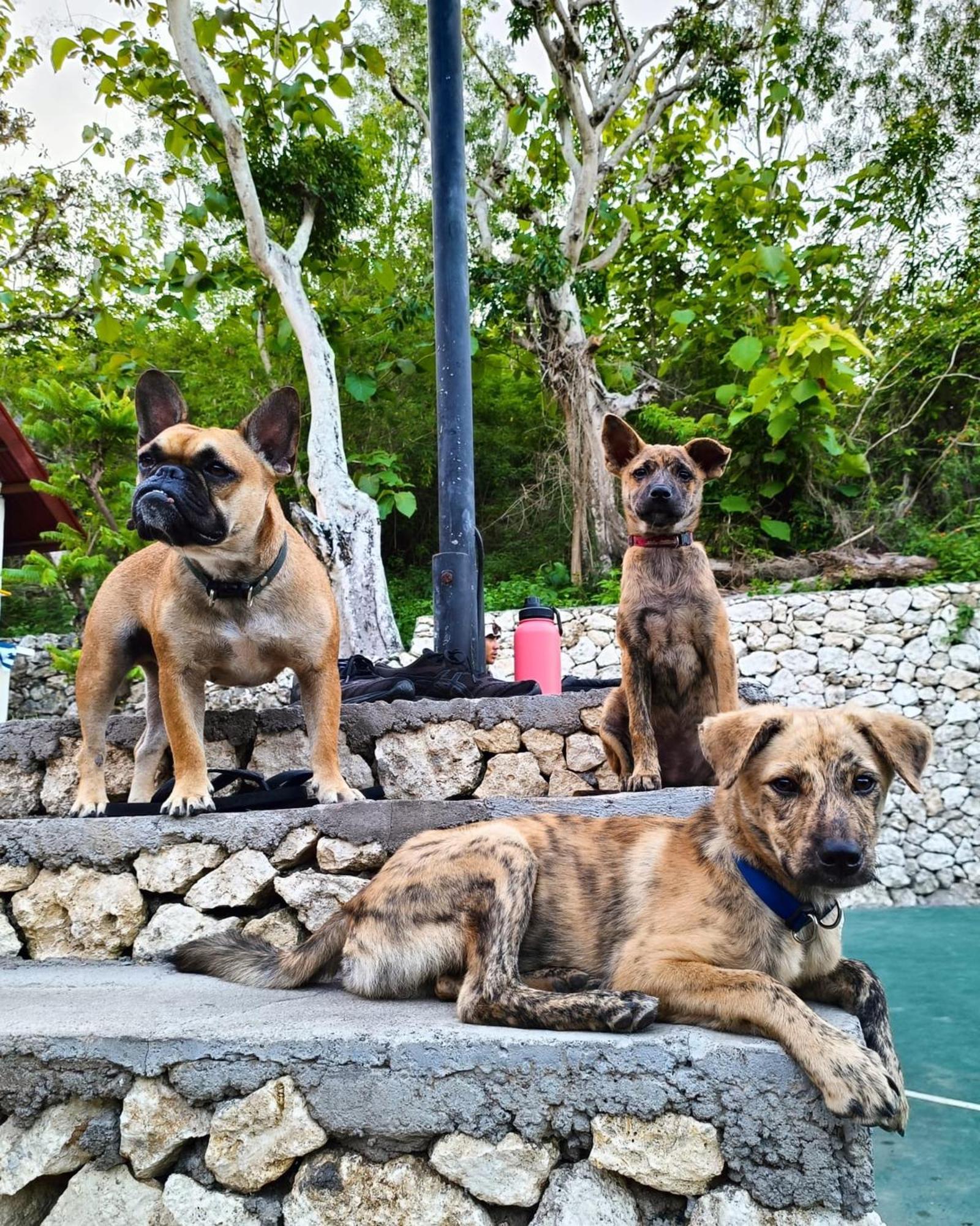 The Penida Project Hostel Ped Εξωτερικό φωτογραφία